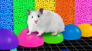 🌈 The Best Colorful Maze for Hamster 🐹 DIY Hamster Maze [upl. by Rednas184]