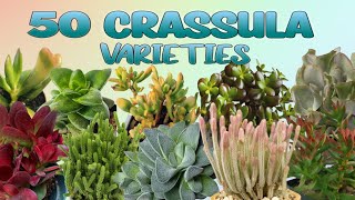 50 CRASSULA PLANT VARIETIESJADE PLANT WITH THEIR NAMES [upl. by Uohk290]