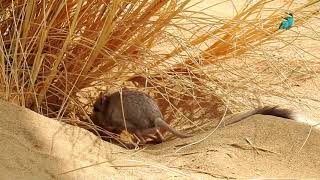 See the rarest species of rodents the desert jerboa [upl. by Wey]