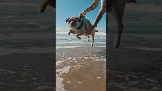 Check out my doggy paddle borderterrier [upl. by Heyer40]