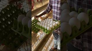 Farming Of Chickens For Eggs egg farming shorts [upl. by Orr731]