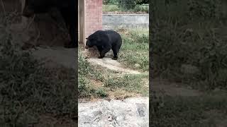 Bear in jallo park Lahore 😍😍😍🤩youtubeshorts shorts bear [upl. by Ayotas862]