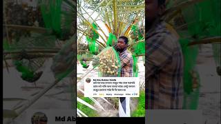 খেজুরের কাজ সম্পর্কে dates work shortsfeed farming datepalm [upl. by Anavi798]