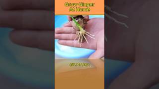 How to Grow Ginger in Containers And Get a Huge Harvest howto [upl. by Amye]