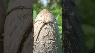 Funny coprinus comatus or nematophagous fungus shorts herbarium mushroom [upl. by Hooker]