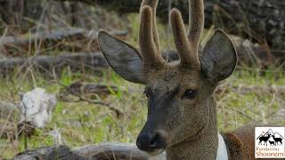 Huemul deer in the breeding center of Shoonem foundation [upl. by Gnex]