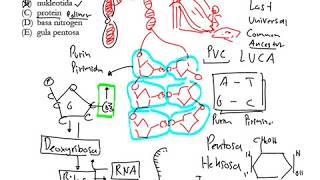 Struktur DNA Polimer Nukleotida [upl. by Anuahsal]