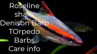 Roseline sharks care info aka Torpedo barbs [upl. by Trey]