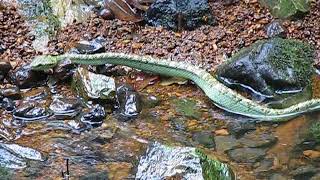 KCC King Cobra hunting a pit viper WOW [upl. by Calabresi]