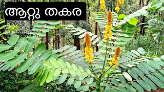 ആനത്തകര  Aanathakara  Senna alata [upl. by Nhguavad]