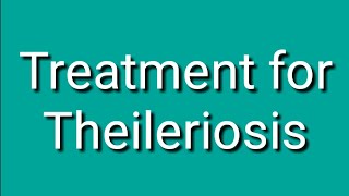 Theileriosis  Theileria anuleta  Theileriosis in calf  جانوروں میں چیچڑیوں والا بخار [upl. by Lertnek]