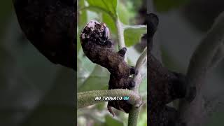 La SFINGE TESTA di MORTO🐛  Acherontia atropos🦋 [upl. by Von888]