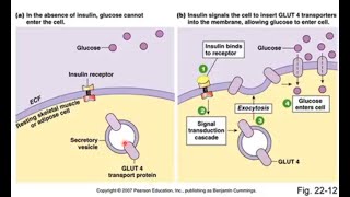 Anaerobic Glycolysis [upl. by Anaujd]