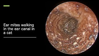 Ear mites in a cat walking in the ear canal [upl. by Ranita]