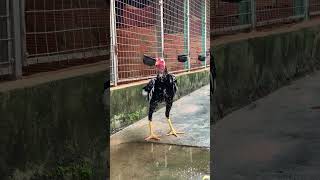 gadon gadonvietnam aseelmurga rooster viralvideo shortvideo [upl. by Peacock]