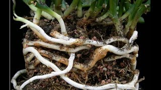 Rhizomes Definition amp Examples  What is a Rhizome  Plant Anatomy [upl. by Anyala]