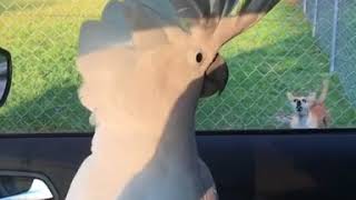 Cockatoo and dogs bark at each other [upl. by Sou]