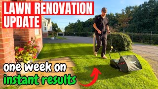 Lawn Renovation Update  What to expect after 1 week [upl. by Naamana]