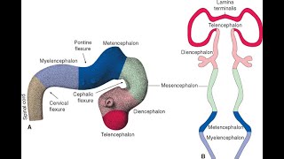 Flexures of the Brain vesicles  Pontine flexure Mesencephalic flexure Cervical flexure [upl. by Sweeney]