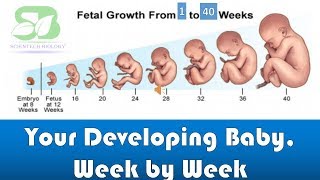 pregnancy week by week I foetus development I Week by week pregnancy I foetus development in womb I [upl. by Chiaki]