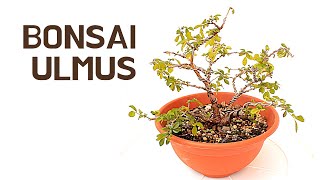 Chinese Elm  bonsai care Ulmus parvifolia [upl. by Hayalat]