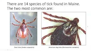 Tick Identification Presentation [upl. by Kcirdla]