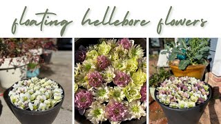 Floating Hellebore Flowers to reduce seed set [upl. by Dorella]