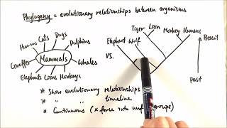 AS Biology  Phylogeny OCR A Chapter 103 [upl. by Artened]