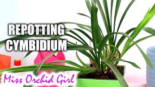 Repotting Cymbidium orchid in Lechuza self watering pot [upl. by Neeliak122]