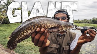 ഇതിലെ മുഴുവൻ വരാലിനേം പിടിച്ചാലോ 🫰🏼 snakehead fishing 2024 [upl. by Elleb]