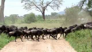 Wildebeest stampede in the Serengeti [upl. by Woodsum]