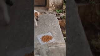 Fed puppies which are separate from mom 🐕🍚🐕 puppy shorts [upl. by Swayne]