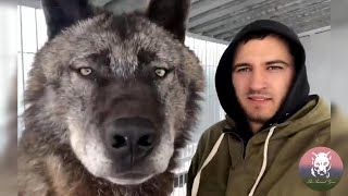 This Man Keeps the Largest Wolves in the World As Pet [upl. by Lewanna]