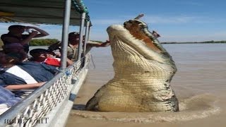 Top 5 Worlds Biggest Crocodiles in the World [upl. by Adniuqal]