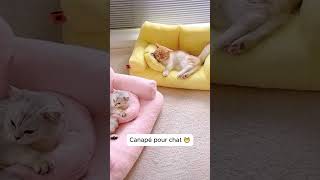 Canapé confortable pour chat [upl. by Arnulfo649]