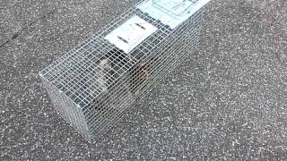 Releasing an opossum in a havahart trap 1 [upl. by Ynattib]