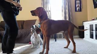 Redbone Coonhound TricksCommands [upl. by Shiau]