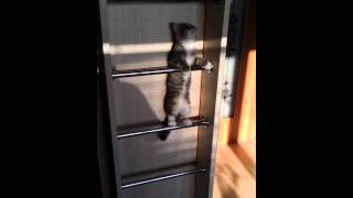 Kitten climbing stairs [upl. by Eiba]