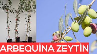 Arbequina Zeytin Yetiştiriciliği  Arbequina Olive Growing Hobi bahçesi [upl. by Suoicerp]