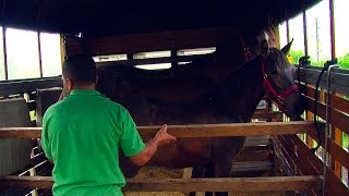 Bioseguridad en equinos  TvAgro por Juan Gonzalo Angel [upl. by Walrath]