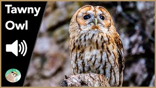 Tawny Owl  Sounds [upl. by Edny46]