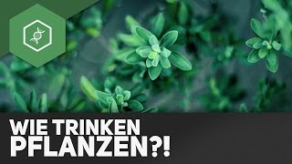 Wie trinken Pflanzen [upl. by Vernon]