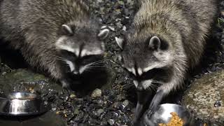 the kit interrupts supper to look for rats hiding under the patio box [upl. by Woodring]