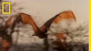 Meet the Worlds Biggest Bat [upl. by Malet500]