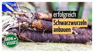 Schwarzwurzeln anbauen  Gemüseanbau im Garten Gartengemüsekiosk [upl. by Perr]