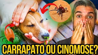 APRENDA A DIFERENCIAR A DOENÇA DO CARRAPATO E CINOMOSE DO CACHORRO  SINTOMAS DO FILHOTE DOENTE [upl. by Annayak]