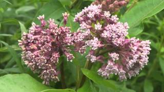 Plant portrait  Common milkweed Asclepias syriaca [upl. by Ettena643]