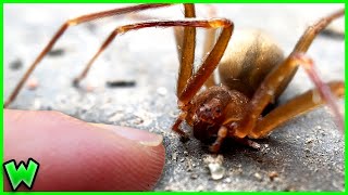 Is the Brown Recluse ACTUALLY DEADLY Free Handling A VENOMOUS SPIDER [upl. by Llebanna]