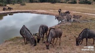 Blue wildebeests Connochaetes taurinus and Plains zebras at Nkorho Bush Lodge africam exploreorg [upl. by Christis]