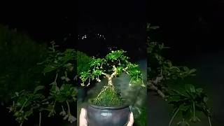 bonsai hokiantea bonsai shortvideo shorts subscribe hokiantea [upl. by Desiri]